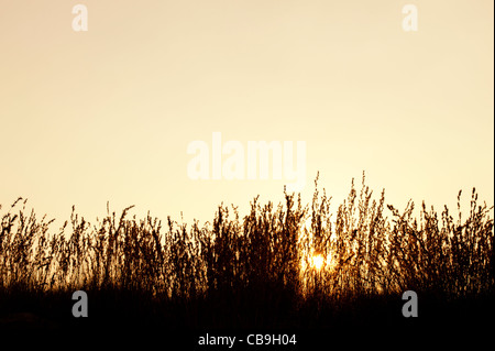 Erbe indiane in campagna al tramonto. Andhra Pradesh, India. Silhouette Foto Stock