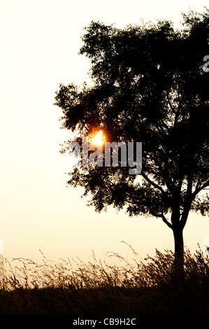 Albero indiano ed erbe in campagna al tramonto. Andhra Pradesh, India. Silhouette Foto Stock