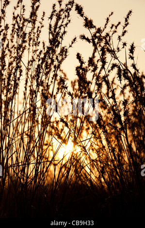 Erbe indiane in campagna al tramonto. Andhra Pradesh, India. Silhouette Foto Stock