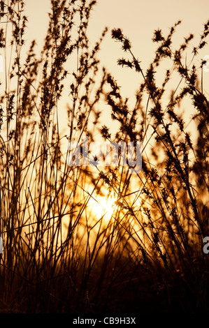 Erbe indiane in campagna al tramonto. Andhra Pradesh, India. Silhouette Foto Stock