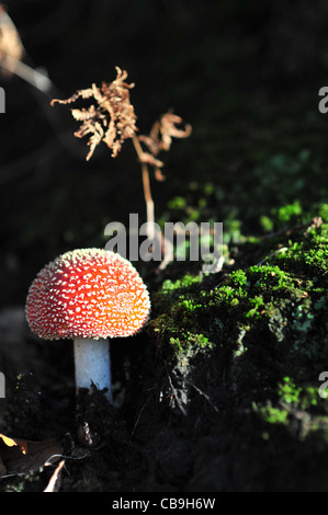 Red toadstool macchie bianche in legno di foresta paesaggio invernale Foto Stock