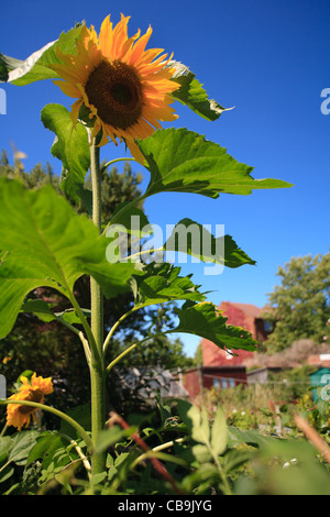 Girasoli fare crescere anche in Inghilterra! Foto Stock