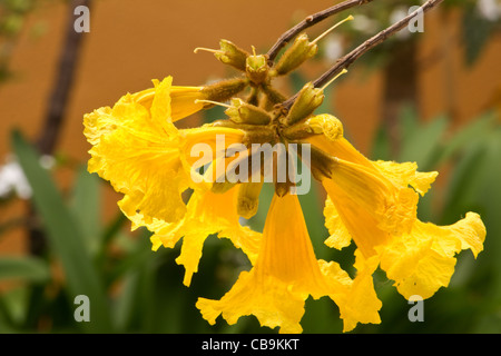 Tabebuia chrysotricha Golden tromba fiori ad albero Foto Stock