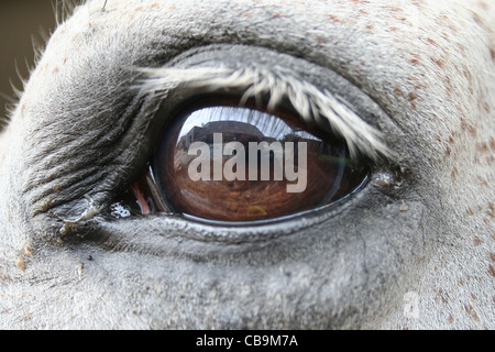Immagine di un cavallo grigio con gli occhi con una riflessione Foto Stock