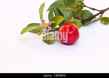 Bacche di acerola (Malpighia glabra) su sfondo bianco Foto Stock
