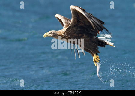 White Tailed Sea Eagle, Portree, Skye la cattura del pesce dal mare, fotografata da barca Foto Stock