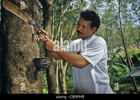 L'agricoltore nativo di estrazione di lattice da Para (gomma) tree. Foto Stock