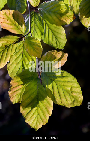 Europea di faggio (Fagus sylvatica) le foglie in autunno, Belgio Foto Stock