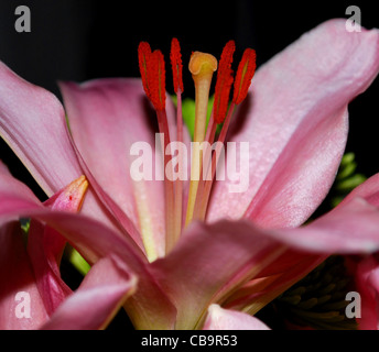Chiudere l immagine di un giglio colore rosa, sfondo scuro. Foto Stock