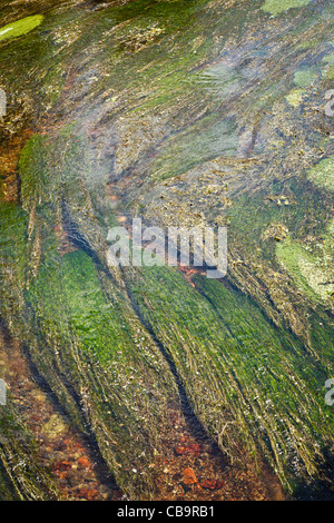 Waterweed in un fiume Foto Stock