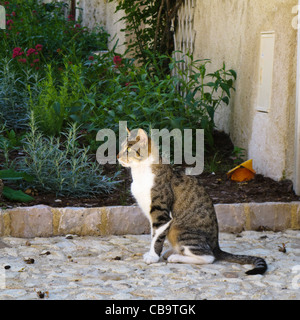 Cat seduti all'aperto nel sud della Francia Foto Stock