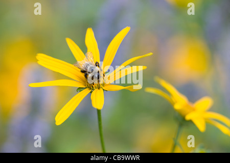 Bumble Bee (Bombus sp.) il Topinambur (Helianthus tuberosus) Foto Stock