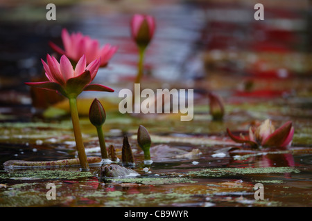 Fiore di loto (Nelumbo nucifera) nel Central Park di New York City Foto Stock