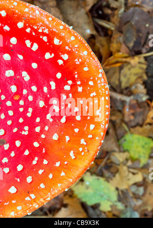 Chiudere l immagine del fly agaric cap Foto Stock