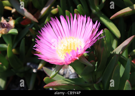 Fiori di colore rosa vengono visualizzati su una strisciante succulenta Sally-my-bello impianto (Carpobrotus acinaciformis) noto anche come Hottentot Fig Foto Stock