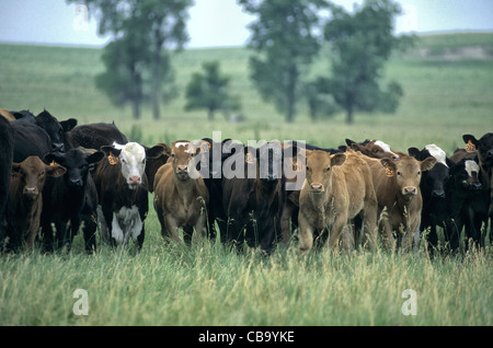 Giovani bovini da carne screpolature nel campo, razze miste. Foto Stock