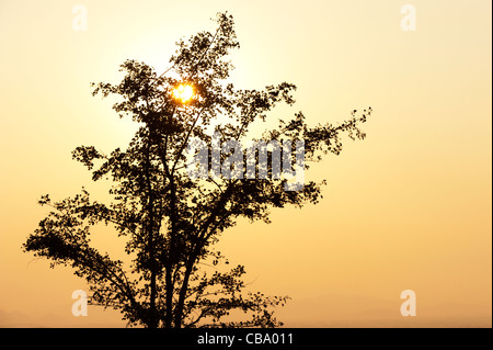 Albero indiano in campagna al tramonto. Andhra Pradesh, India. Silhouette Foto Stock