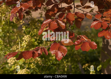 Il rame faggio (Fagus sylvatica purpurea ".") recentemente emerso foglie in primavera. Norfolk. Molto utilizzato varietà ornamentali. Foto Stock