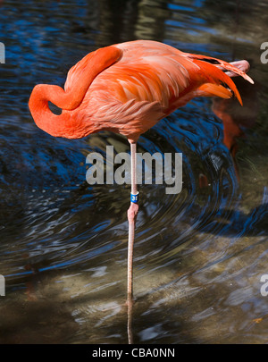 Un American Flamingo (Phoenicopterus ruber) o fenicottero maggiore (Phoenicopterus roseus), Homosassa Springs , Florida , STATI UNITI Foto Stock
