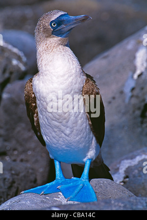 Blu-footed booby, Sula nebouxii, Punta Suarez, Española Island (Cappa isola), Galapagos Isola, Ecudaor. Foto Stock