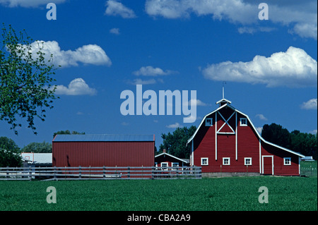 Granaio rosso nel campo di erba verde con il bianco cumulus nubi nel cielo blu, stato di Washington orientale USA Foto Stock