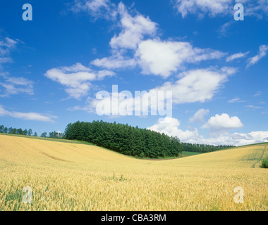 Campo di grano e di larice Hill, Shinsei, Biei,, Giappone Foto Stock