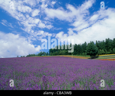 Campo di fiori di lavanda, Nakafurano, Hokkaido, Giappone Foto Stock