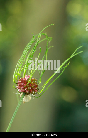 Il fiore di un selvaggio Cipolla (Crow aglio) - Allium vineale Foto Stock