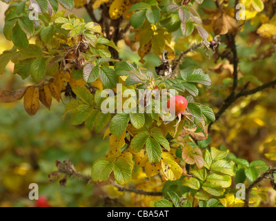 La frutta da rose hip rose haw / Rosa canina Foto Stock