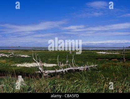 Todowara, Betsukai, Hokkaido, Giappone Foto Stock