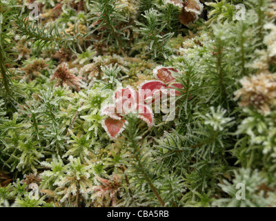 Freezen golden haircap moss, muschio di torba e foglie di mirtillo Foto Stock