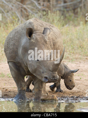 White Rhino con baby a una diga (Ceratotherium simum) Foto Stock