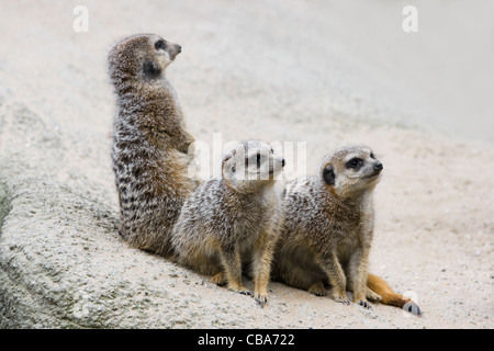 Gruppo di tre meerkats cercando di qualcosa nel cielo Foto Stock