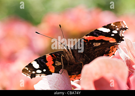 Rosso farfalla admiral o Vanessa Atalanta su rosa fiori di ortensie in estate Foto Stock