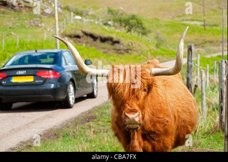 Highland scozzesi bovini sulla costa ovest Isola di Mull, Argyll. La Scozia. 7746 Foto Stock