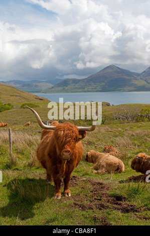 Highland scozzesi bovini sulla costa ovest Isola di Mull, Argyll. La Scozia. SCO 7751 Foto Stock