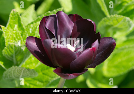 Tulip "Regina della notte" a Castle Howard Foto Stock