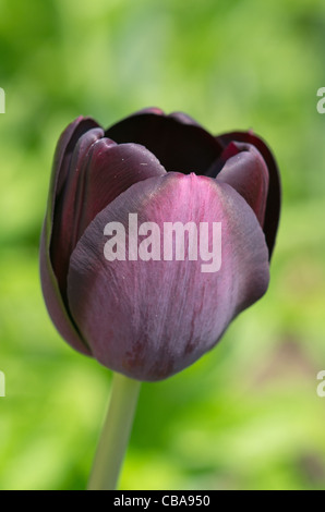 Tulip "Regina della notte" a Castle Howard Foto Stock