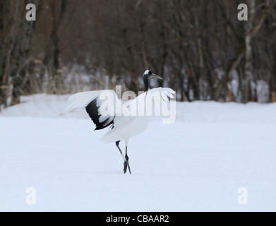 Due rossi incoronato aka gru giapponese, Grus japonensis volare al di sopra di un campo nevoso e tree tops vicino Akan a Hokkaido, Giappone Foto Stock