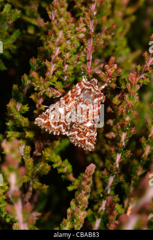 Bel colore giallo falena underwing (Anarta myrtilli : Noctuidae) a riposo sul suo bell heather foodplant, UK. Foto Stock