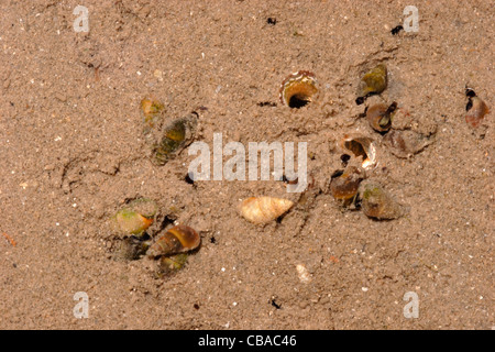 Laver guglia gusci (Hydrobia ulvae : Hydrobiidae) scavando nel fango come la marea si ritira, UK. Foto Stock