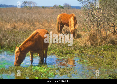 Il pascolo cavalli selvaggi, Assateague Island National Seashore, Maryland, Stati Uniti d'America Foto Stock