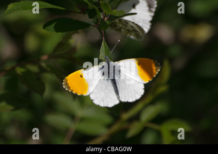 Maschio punta arancione farfalla prima dell'accoppiamento Foto Stock