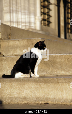 BLACK & WHITE CAT sui gradini Sultanahmet Istanbul Turchia 04 Ottobre 2011 Foto Stock