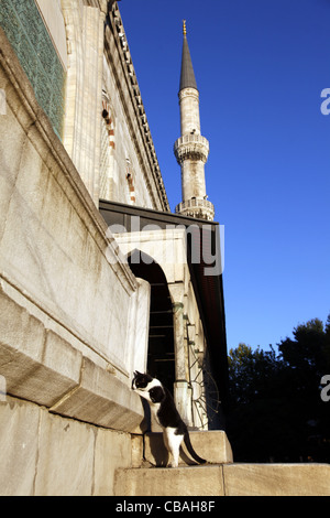 BLACK & WHITE CAT presso la Moschea Blu di Sultanahmet Istanbul Turchia 04 Ottobre 2011 Foto Stock