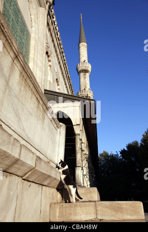 BLACK & WHITE CAT presso la Moschea Blu di Sultanahmet Istanbul Turchia 04 Ottobre 2011 Foto Stock