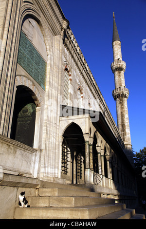 BLACK & WHITE CAT presso la Moschea Blu di Sultanahmet Istanbul Turchia 04 Ottobre 2011 Foto Stock