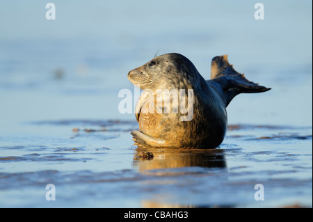 Giovani guarnizione grigio pup sdraiati sulla sabbia bagnata Foto Stock