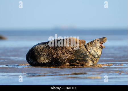 Le foche grigie nell'atto dell'accoppiamento Foto Stock