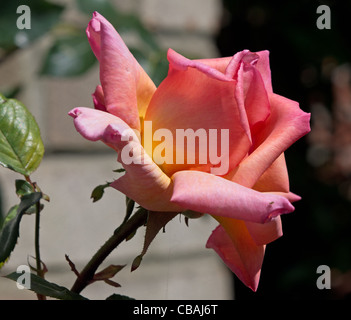 Rose compassione crescente nel nostro giardino Foto Stock